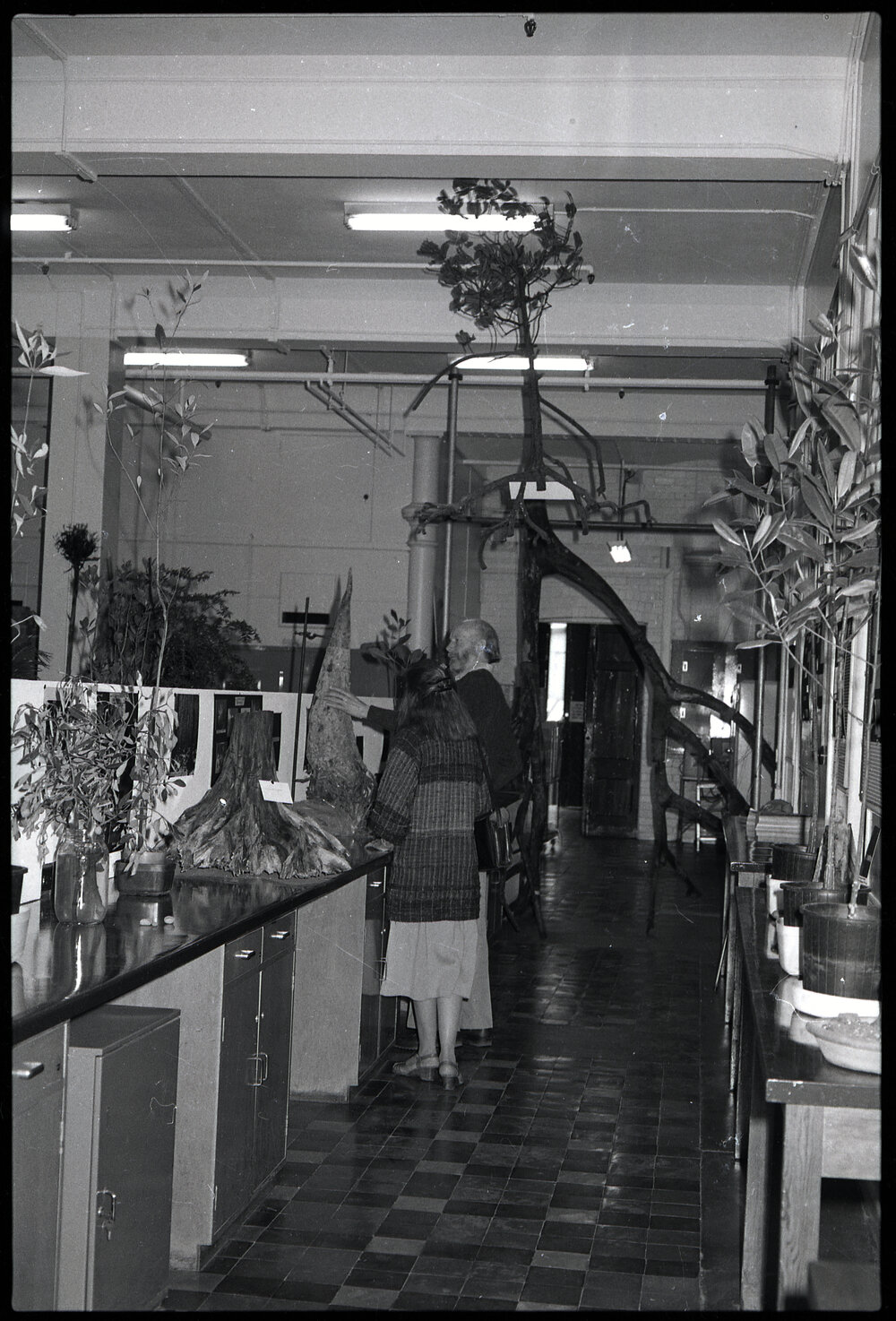 XIII International Botanical Congress Mangrove Exhibition