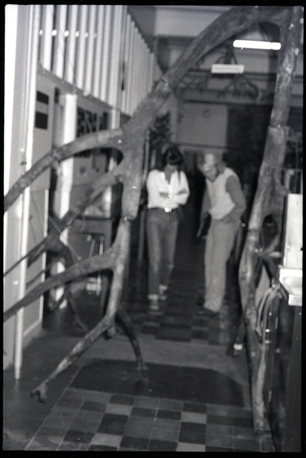 XIII International Botanical Congress Mangrove Exhibition