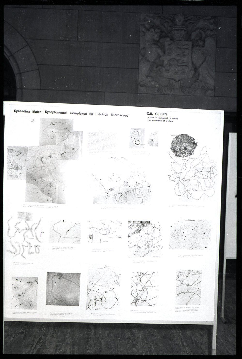 Poster by CB Gillies at the XIII International Botanical Congress