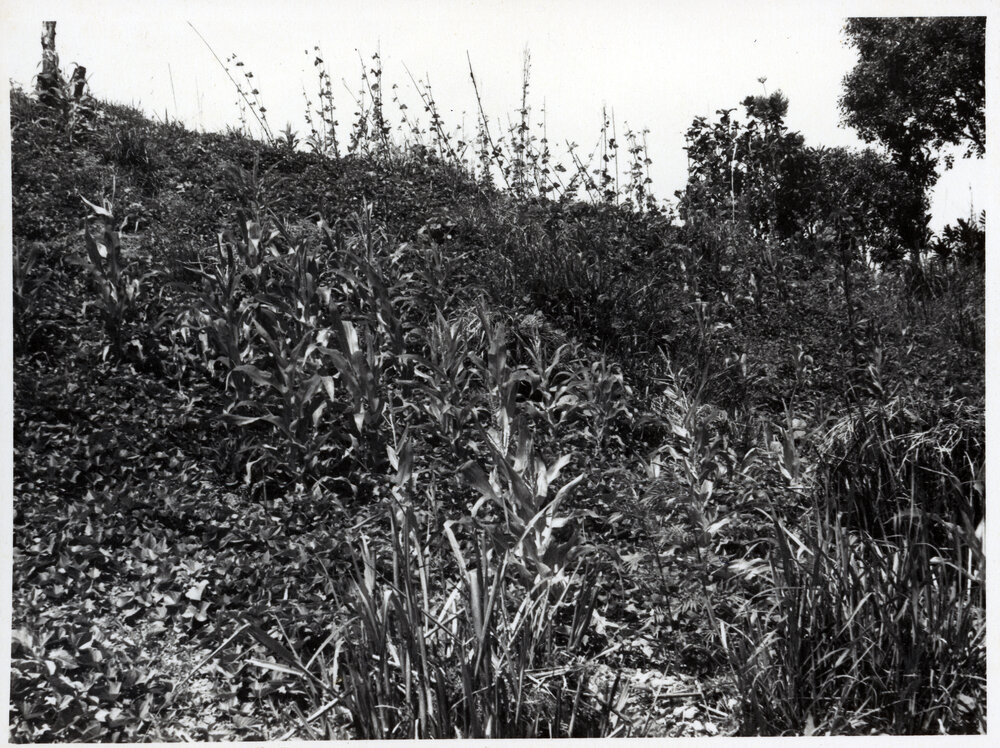 Plants, Papua New Guinea
