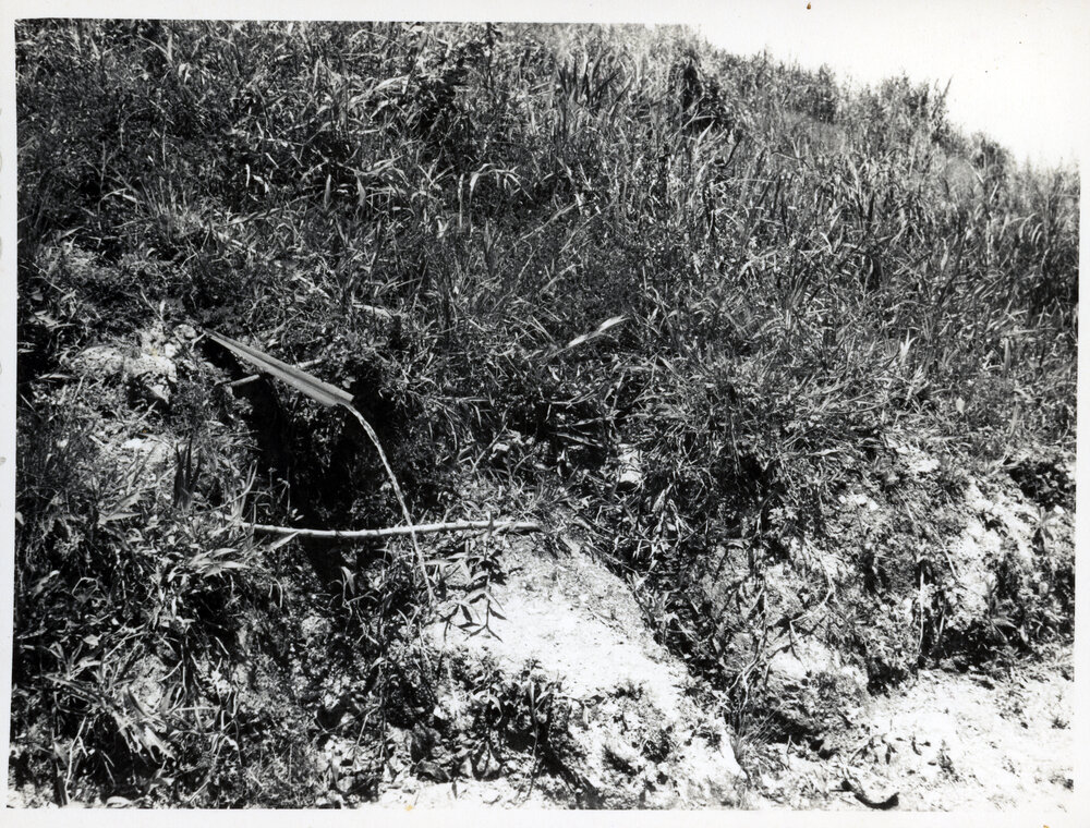 Plants, Papua New Guinea
