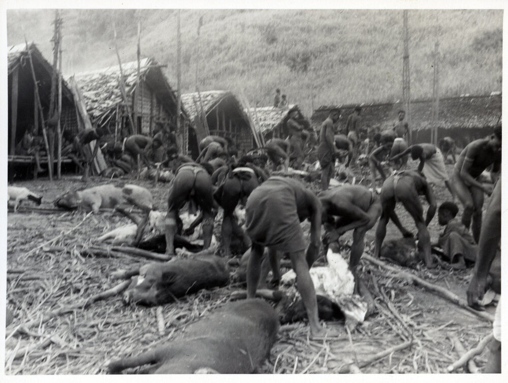 Group Preparing Pigs for Ceremony