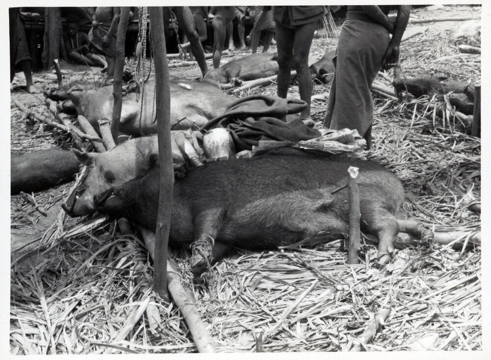 Group Preparing Pigs for Ceremony
