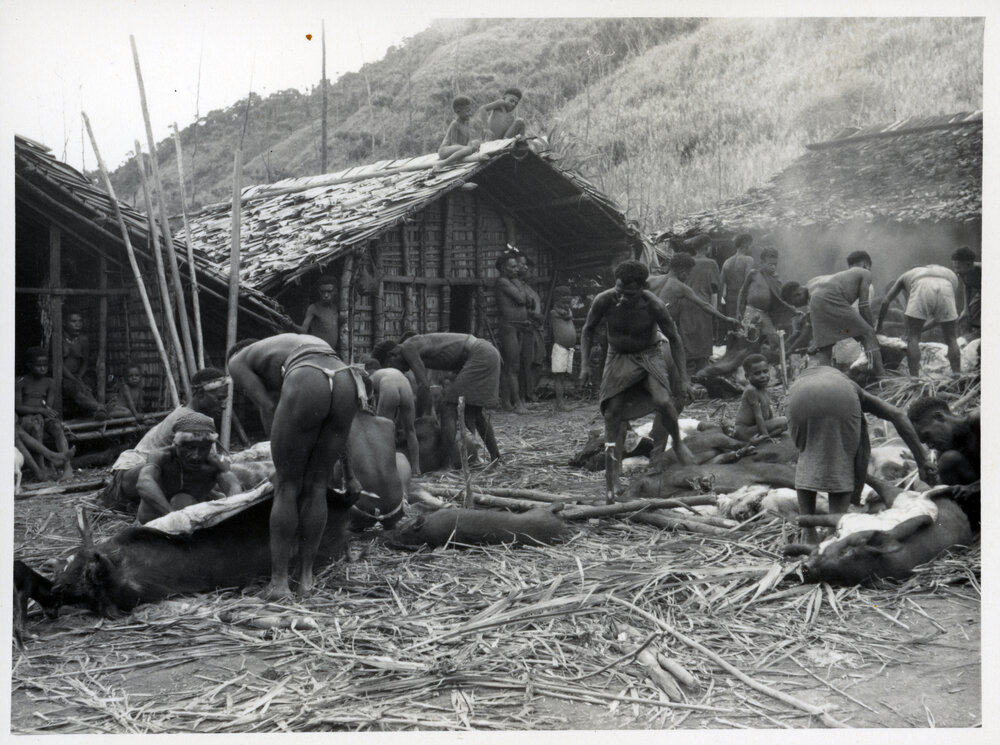 Group Preparing Pigs for Ceremony