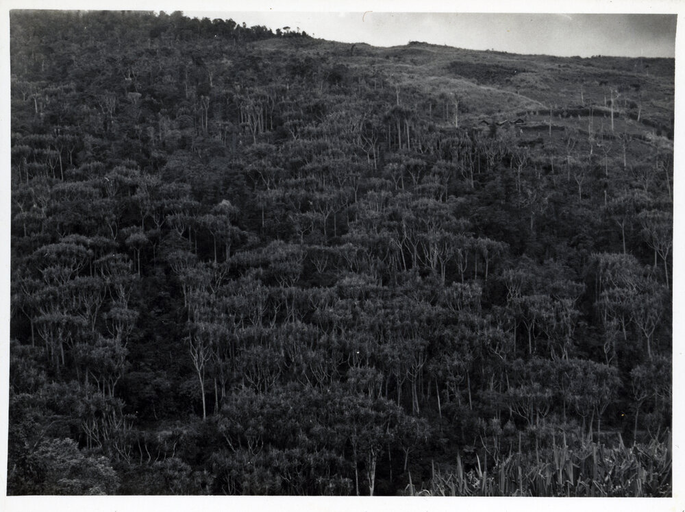 Mountainside, Papua New Guinea