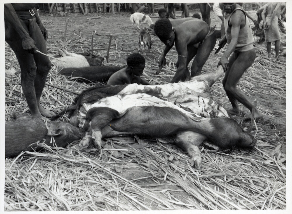 Preparing Pigs for Ceremony