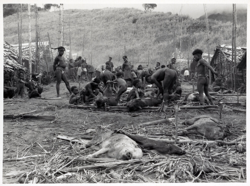 Group Preparing Pigs for Ceremony