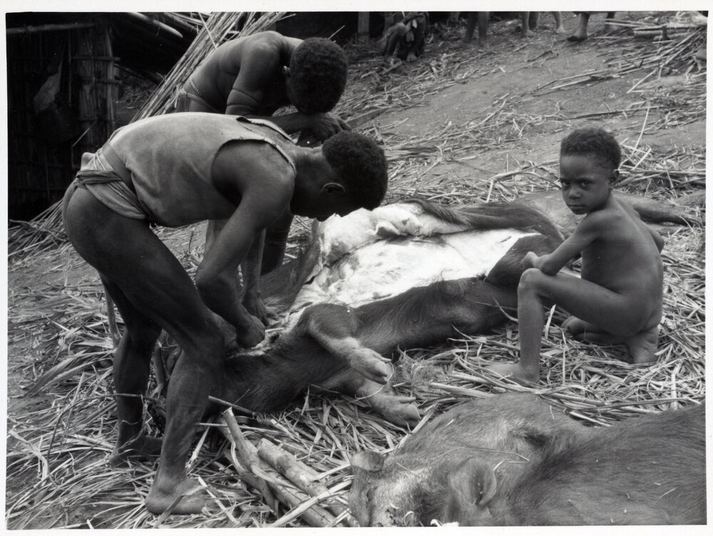 Group Preparing Pigs for Ceremony