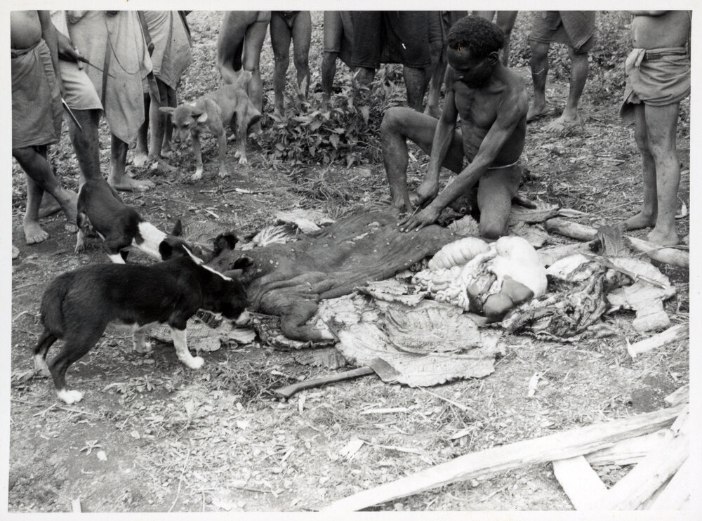 Man Butchering Pig