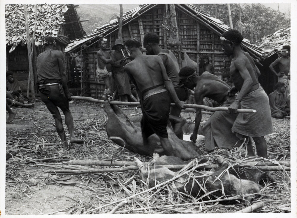 Group Preparing Pigs for Ceremony