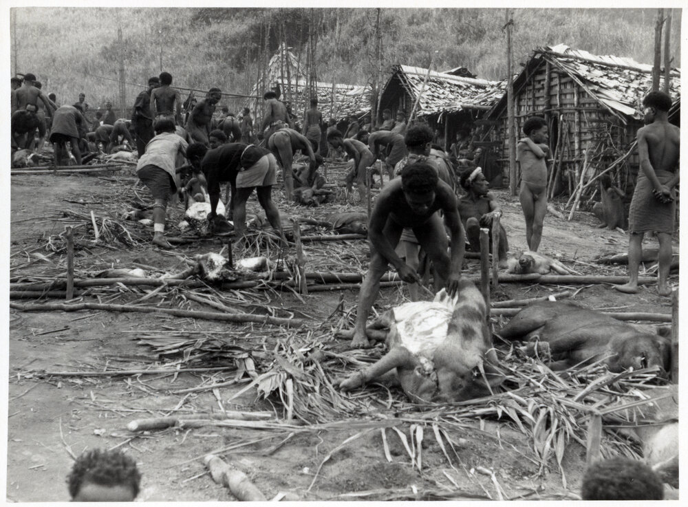 Group Preparing Pigs for Ceremony