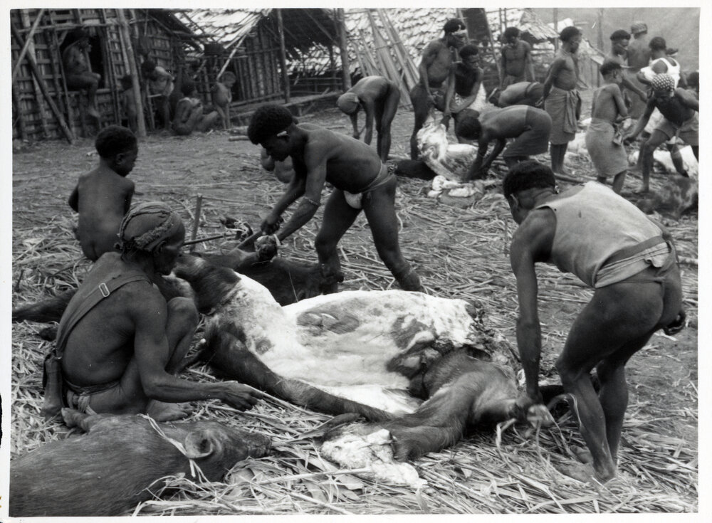 Group Preparing Pigs for Ceremony