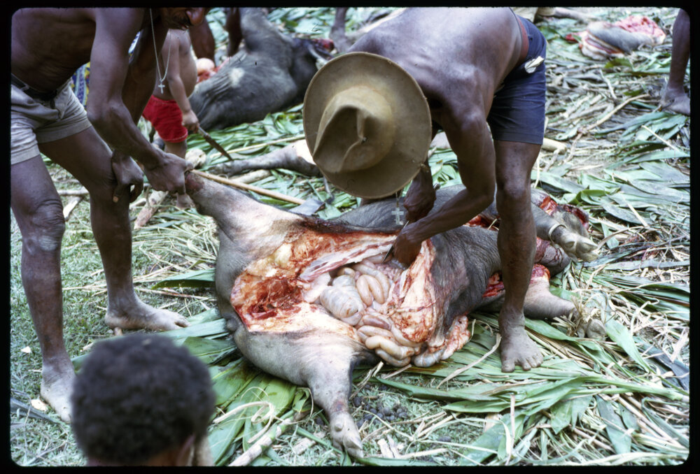 Butchering Pigs for Ceremony