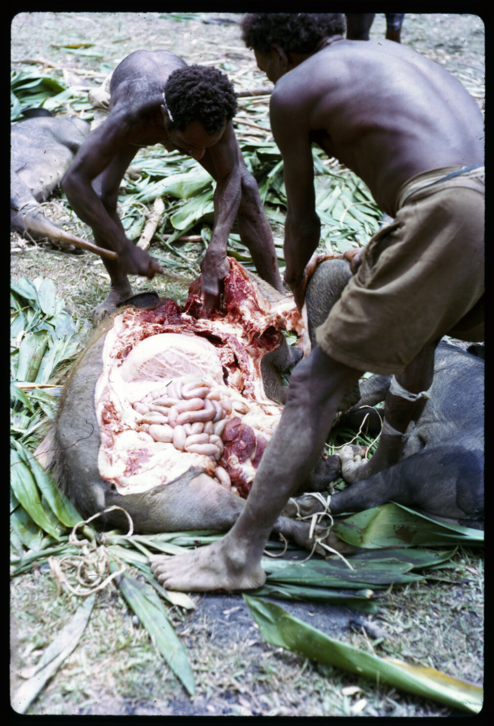 Butchering Pigs for Ceremony