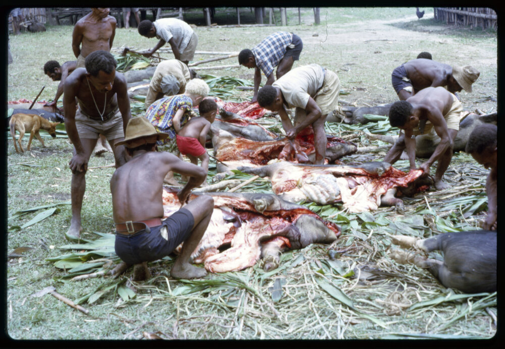 Butchering Pigs for Ceremony