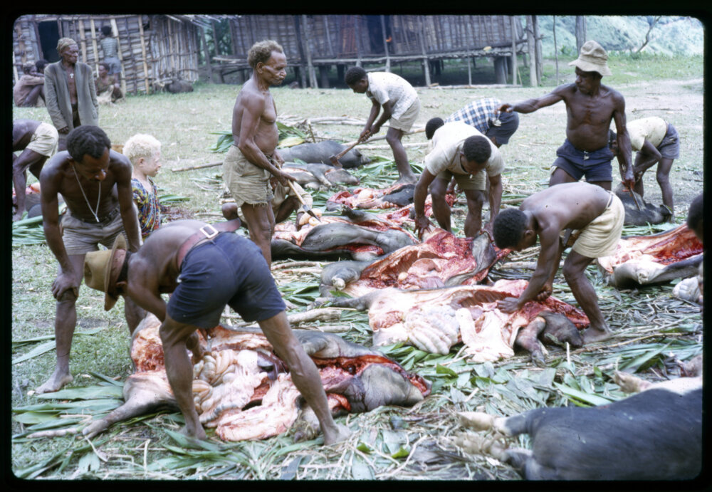 Butchering Pigs for Ceremony