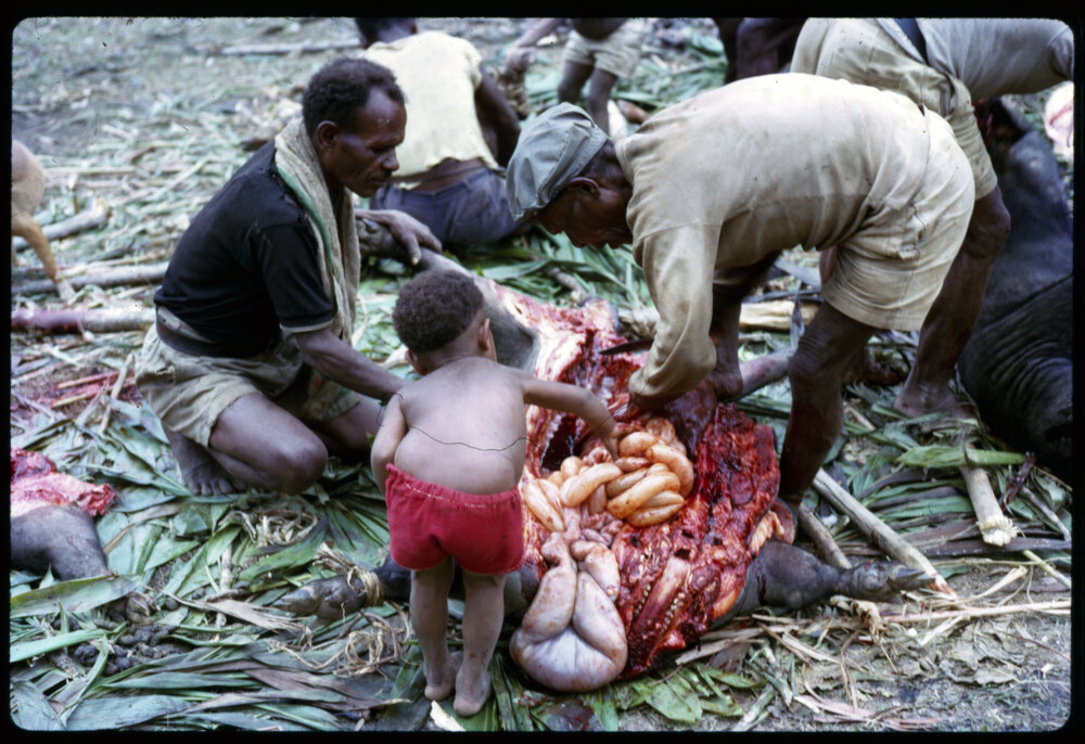 Butchering Pigs for Ceremony