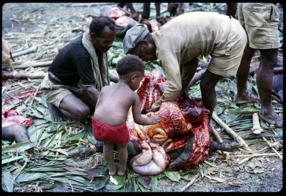 Butchering Pigs for Ceremony