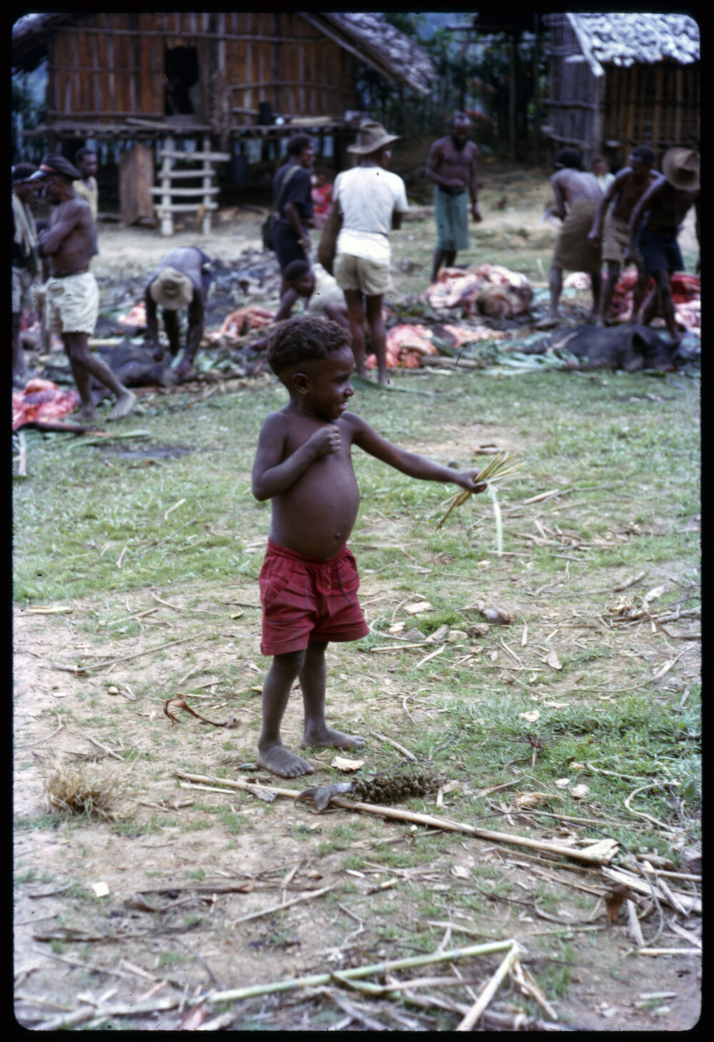 Boy Holding Sticks while Men Butcher Pigs in Background