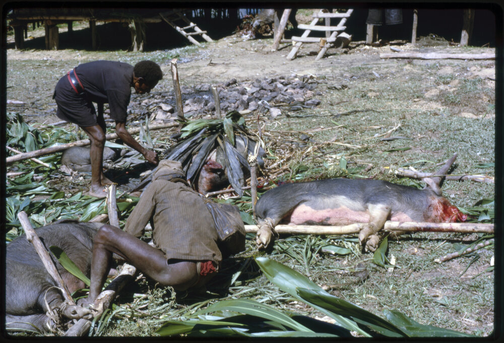 Preparing Pigs for Ceremony