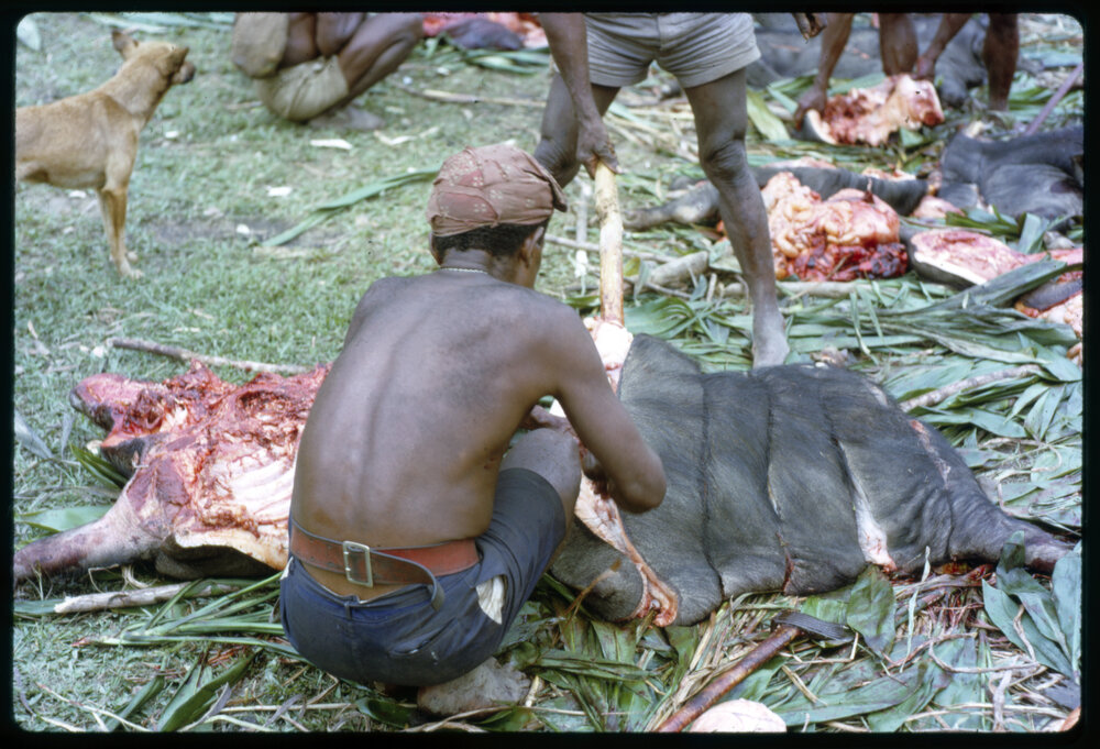 Butchering Pigs for Ceremony