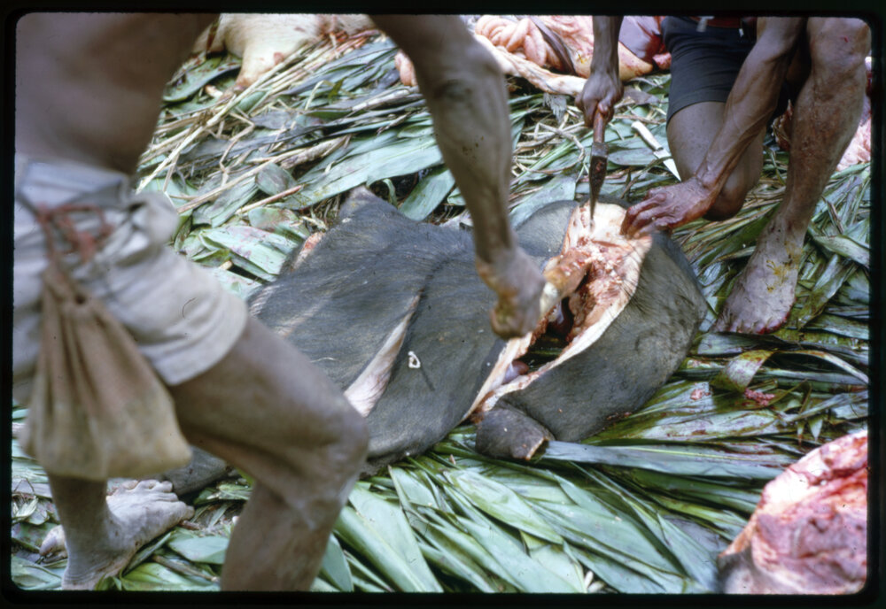 Butchering Pigs for Ceremony
