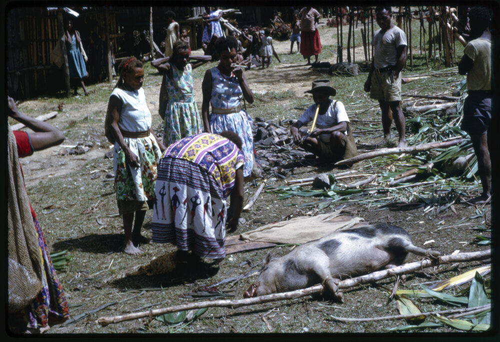 Women Preparing Pigs for Ceremony