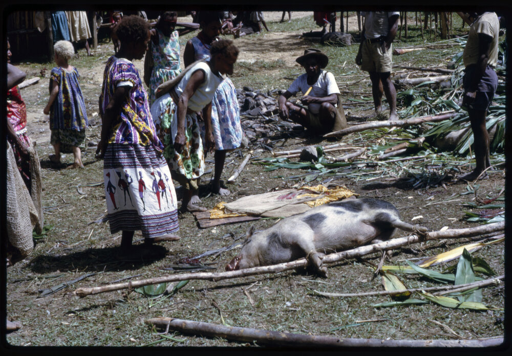 Women Preparing Pigs for Ceremony