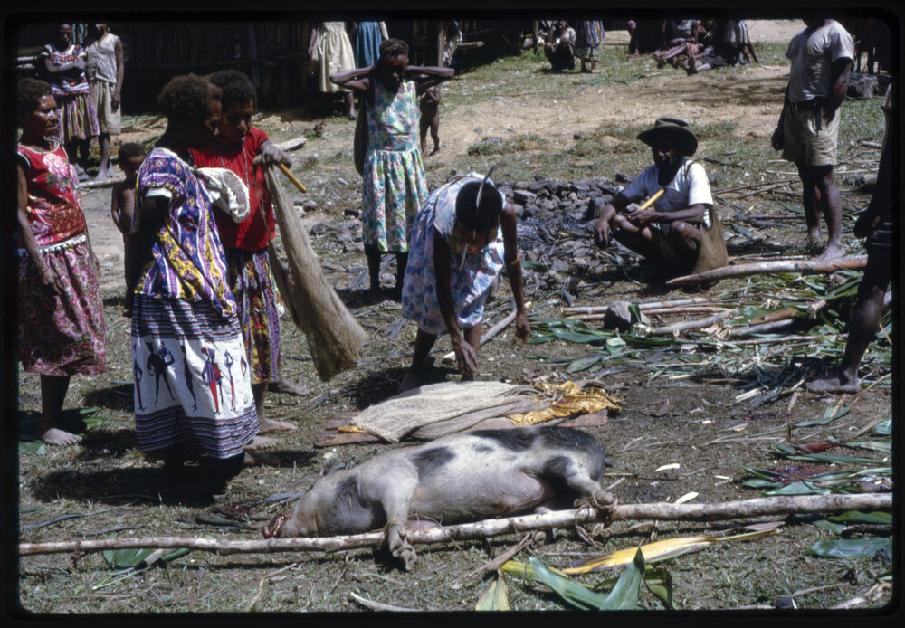 Women Preparing Pigs for Ceremony