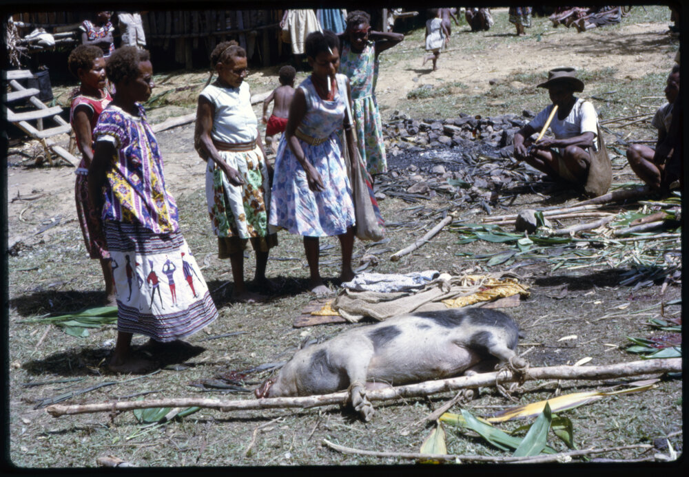 Women Preparing Pigs for Ceremony