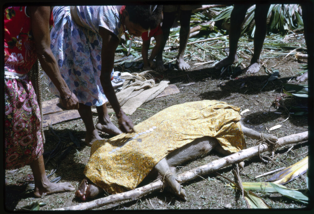 Women Preparing Pigs for Ceremony