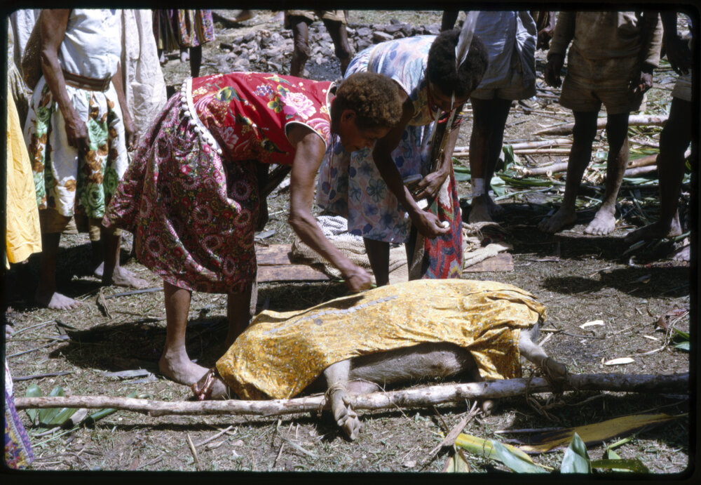 Women Preparing Pigs for Ceremony