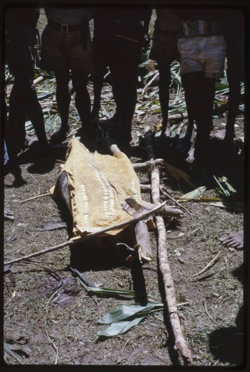 Women Preparing Pigs for Ceremony