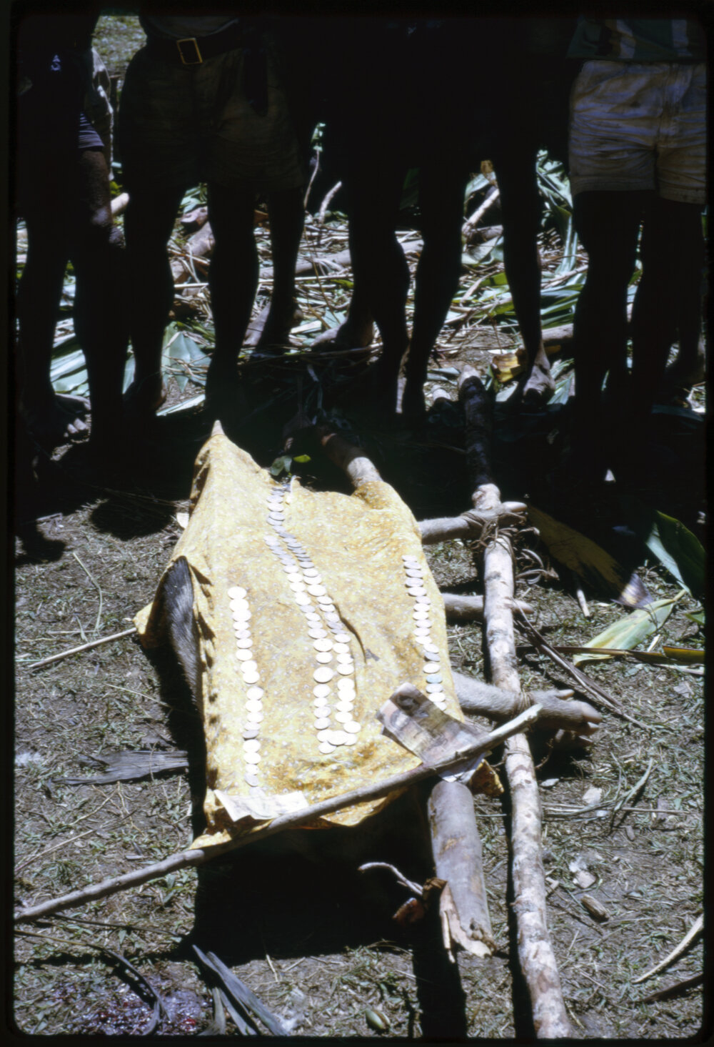 Women Preparing Pigs for Ceremony