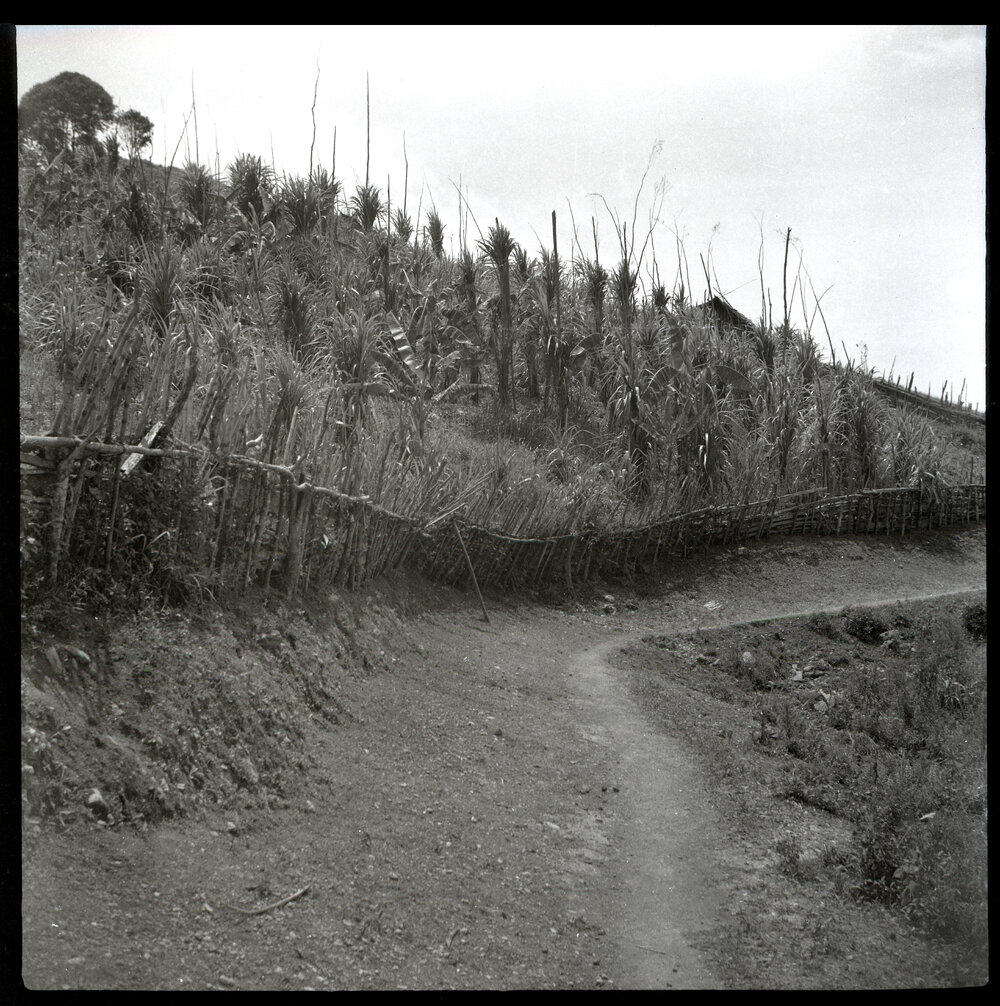 Hill Path, Papua New Guinea