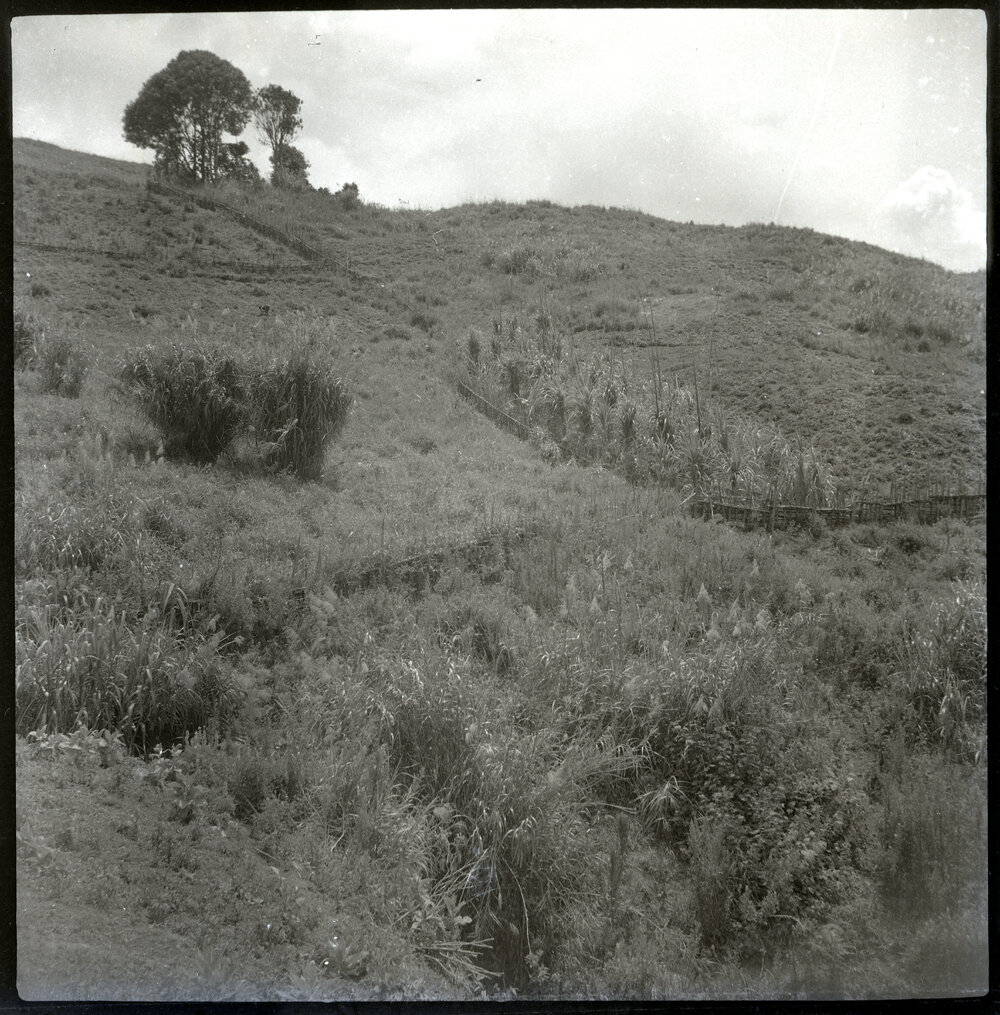Hill Path, Papua New Guinea