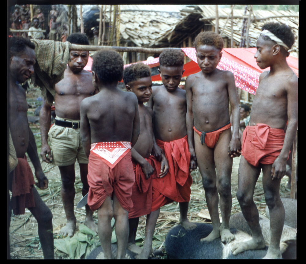 Boys Standing on Pigs