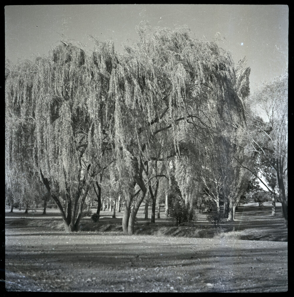 Trees, Possibly in Canberra