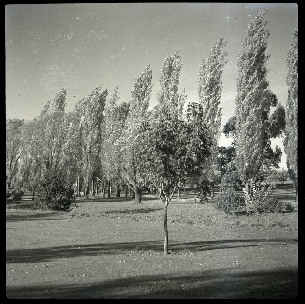 Trees, Possibly in Canberra