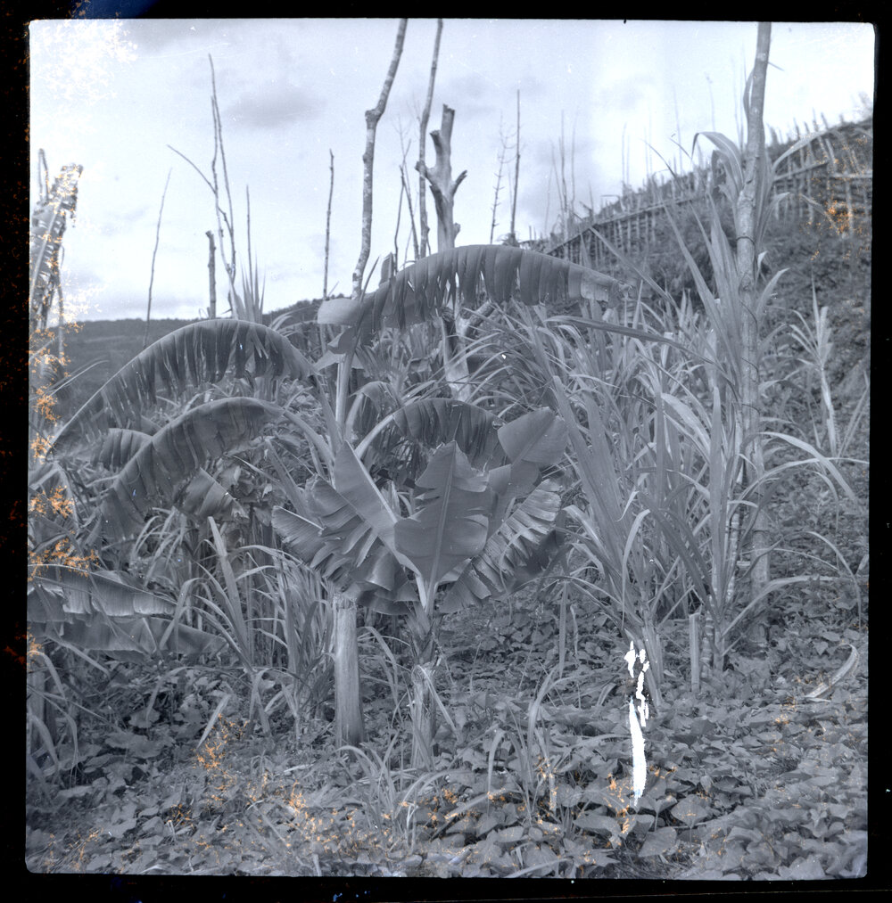 Plants, Papua New Guinea