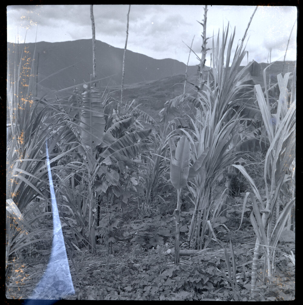 Plants, Papua New Guinea