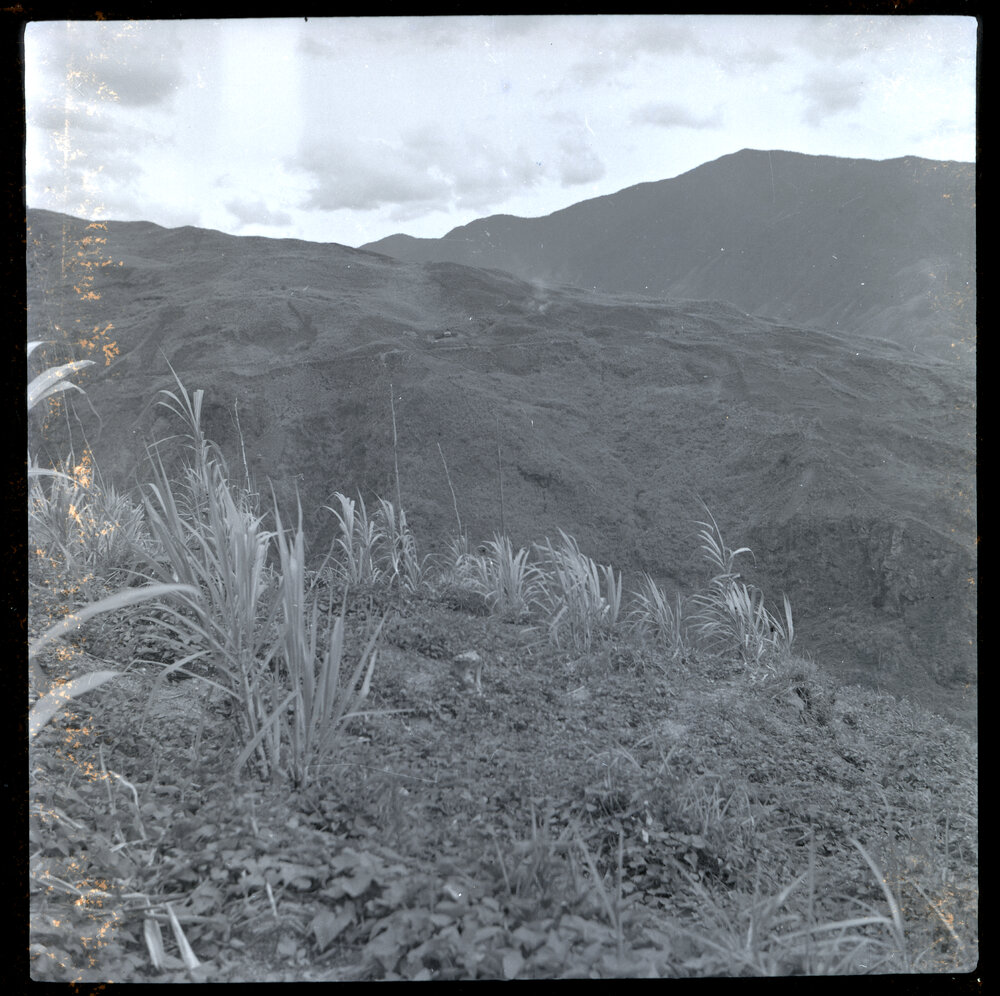 Plants, Papua New Guinea