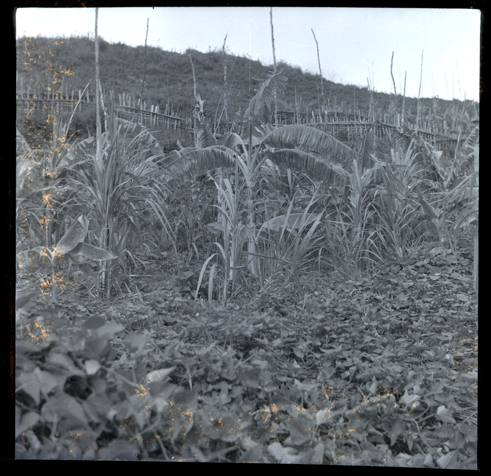 Plants, Papua New Guinea