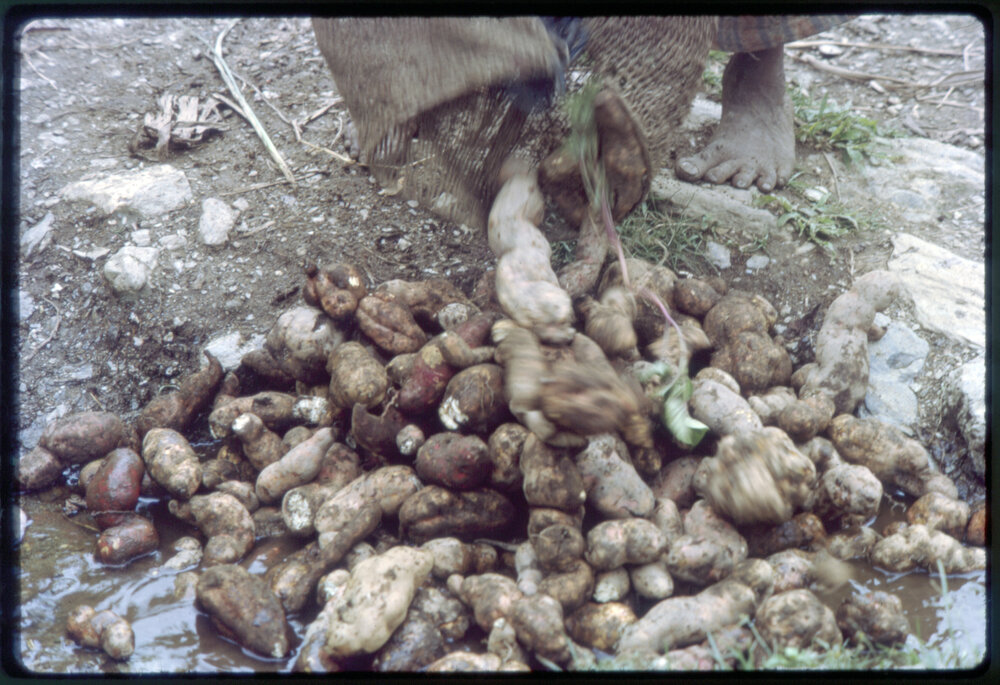 Emptying a Bag of Sweet Potatoes