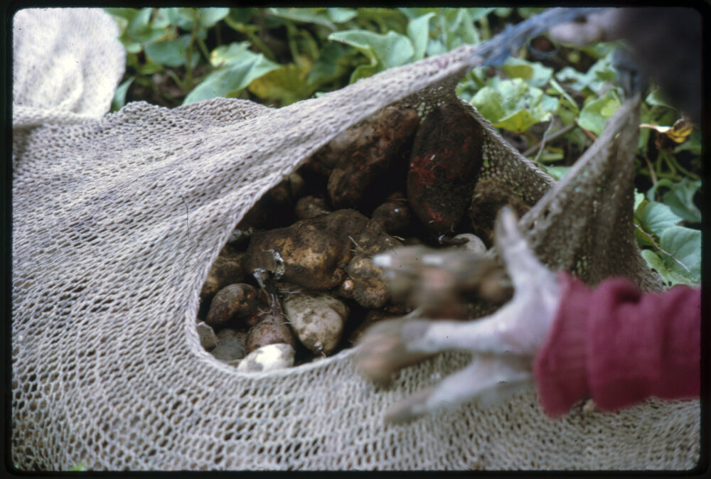 Collecting Sweet Potatoes in Net Bag