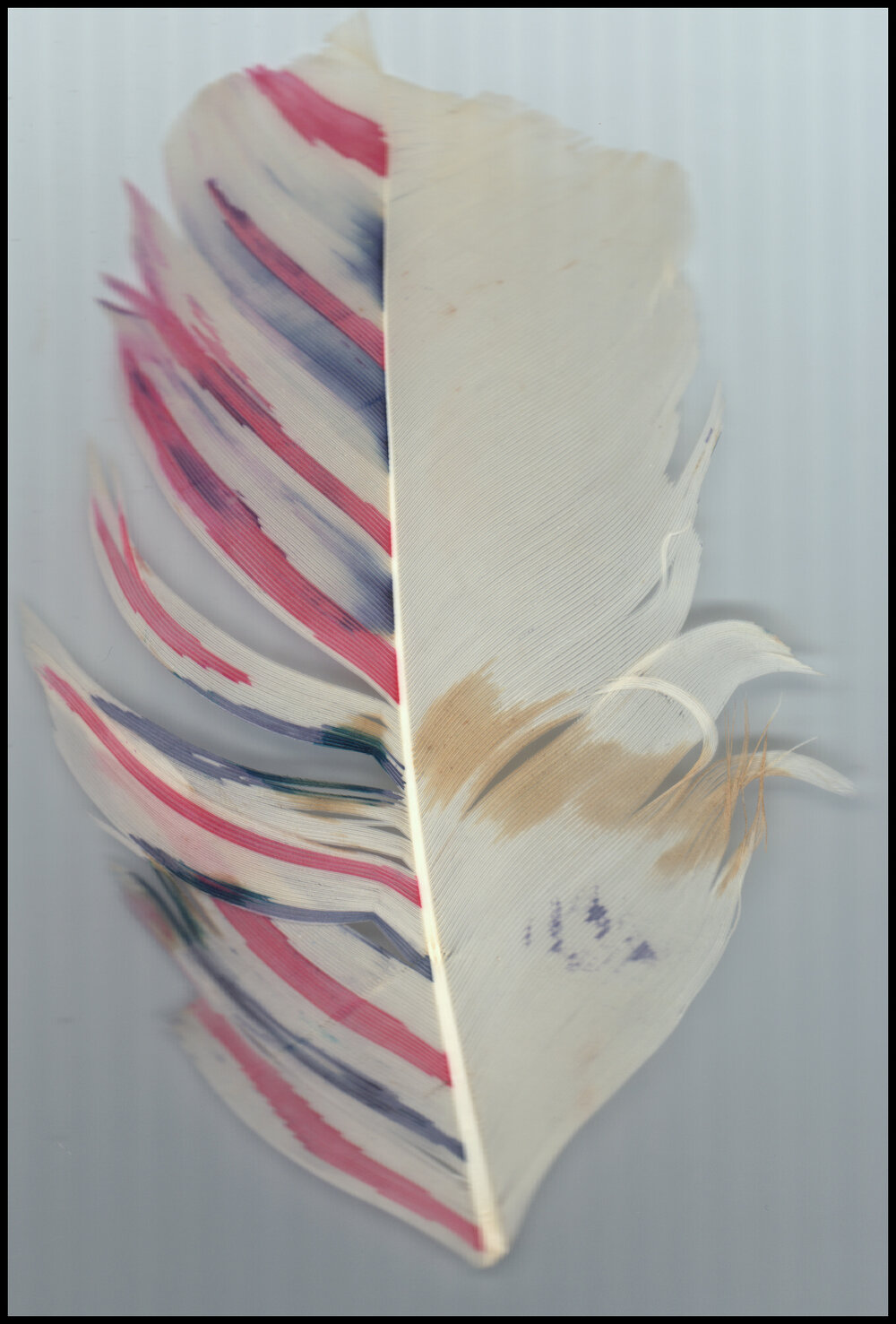 Feather from a Field Trip to the Northern Territory