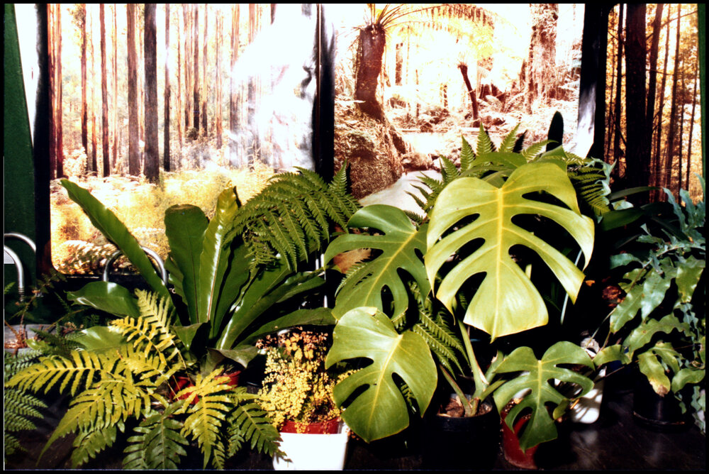 Botany Display at Open Day 1984