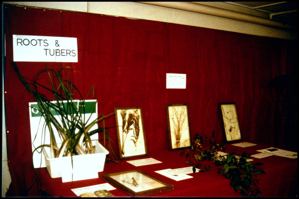 Roots and Tubers Display at Open Day 1984
