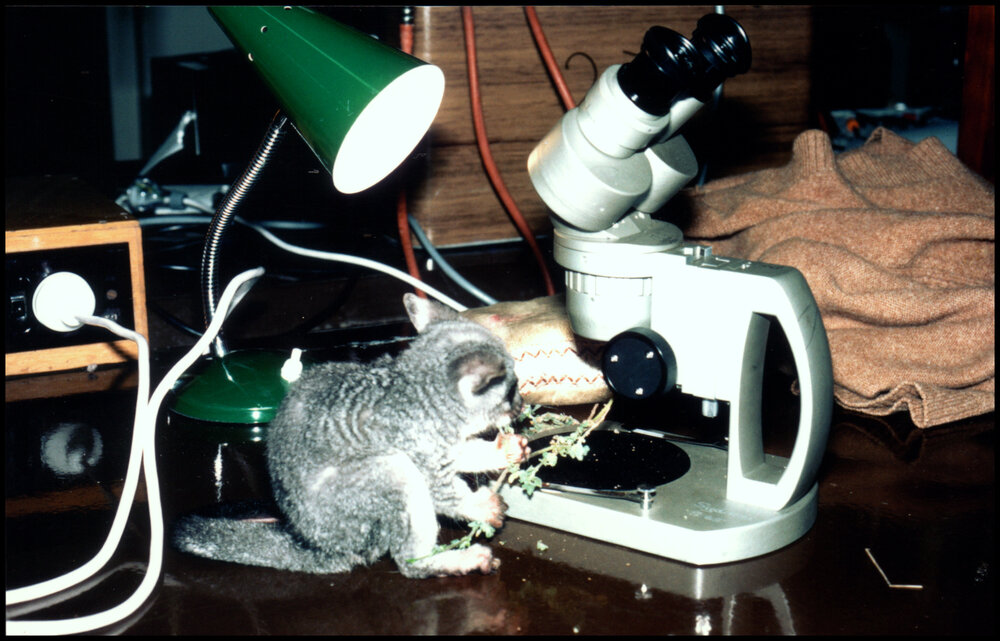 Pet Possum Eats Botany Samples