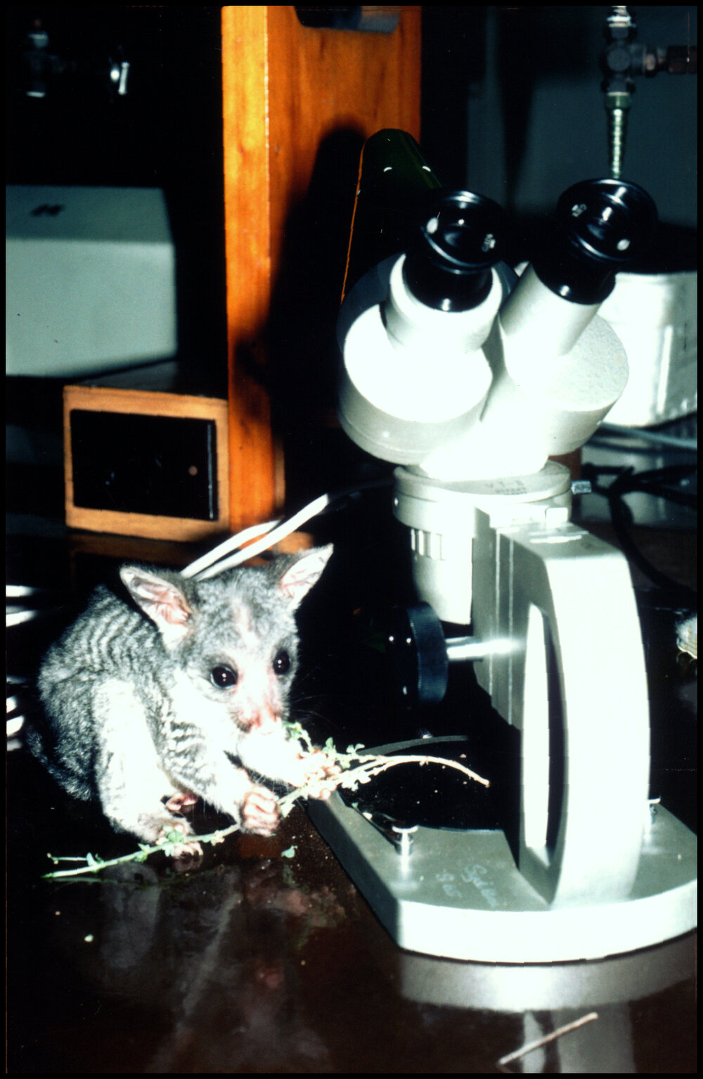 Pet Possum Eats Botany Samples